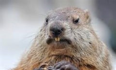 Ground Hog Day in the Drug War