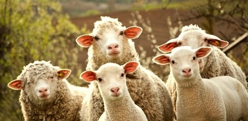 Sheep Led to the Slaughter: The Muzzling of Free Speech in America