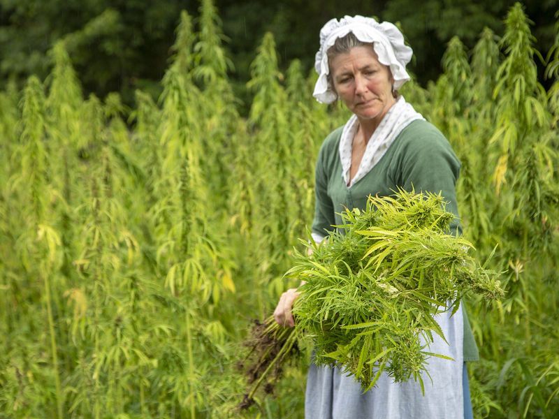 Hemp Harvested Again at George Washington’s Mount Vernon Farm