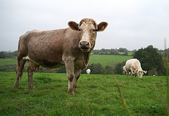 Cow