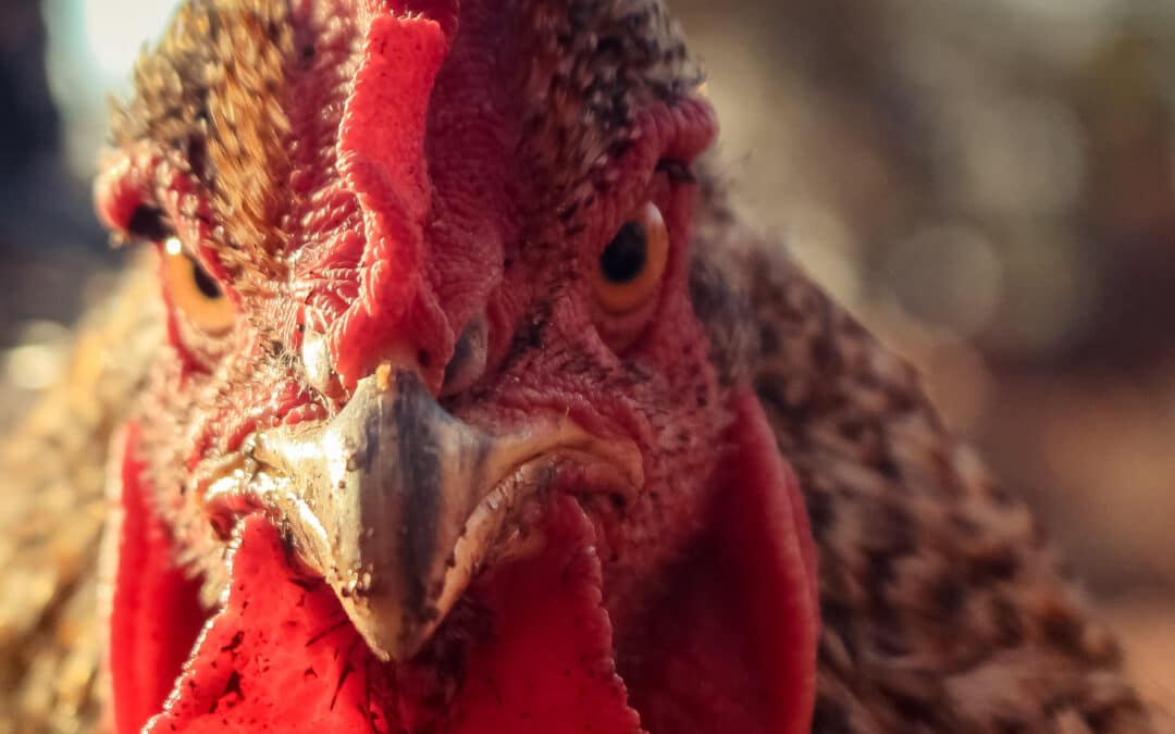 The US Government’s Terrible Bird Flu Scheme